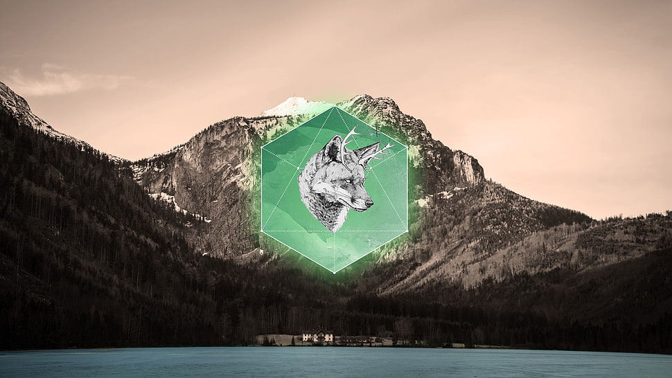 gray wolf logo, fox, animals, landscape, polyscape HD wallpaper