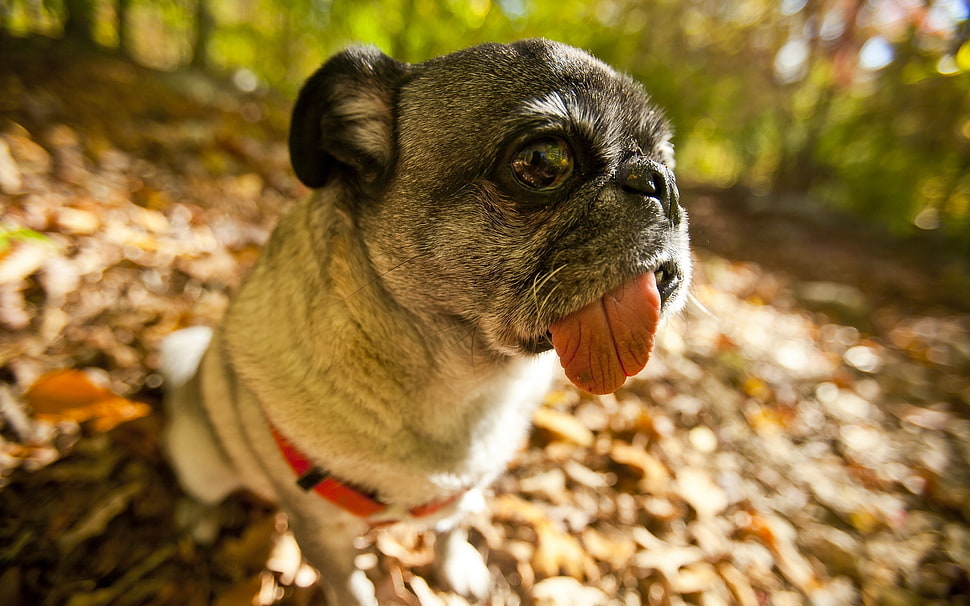 selective focus of fawn pug HD wallpaper