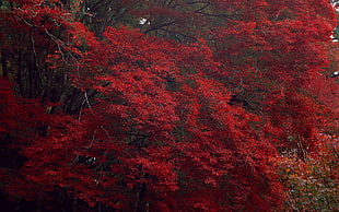 red leaves tree HD wallpaper