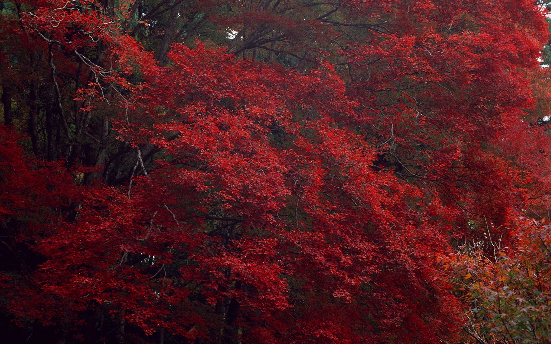 red leaves tree