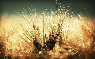 close photo of brown grasses