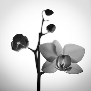 grayscale photo of a orchid HD wallpaper