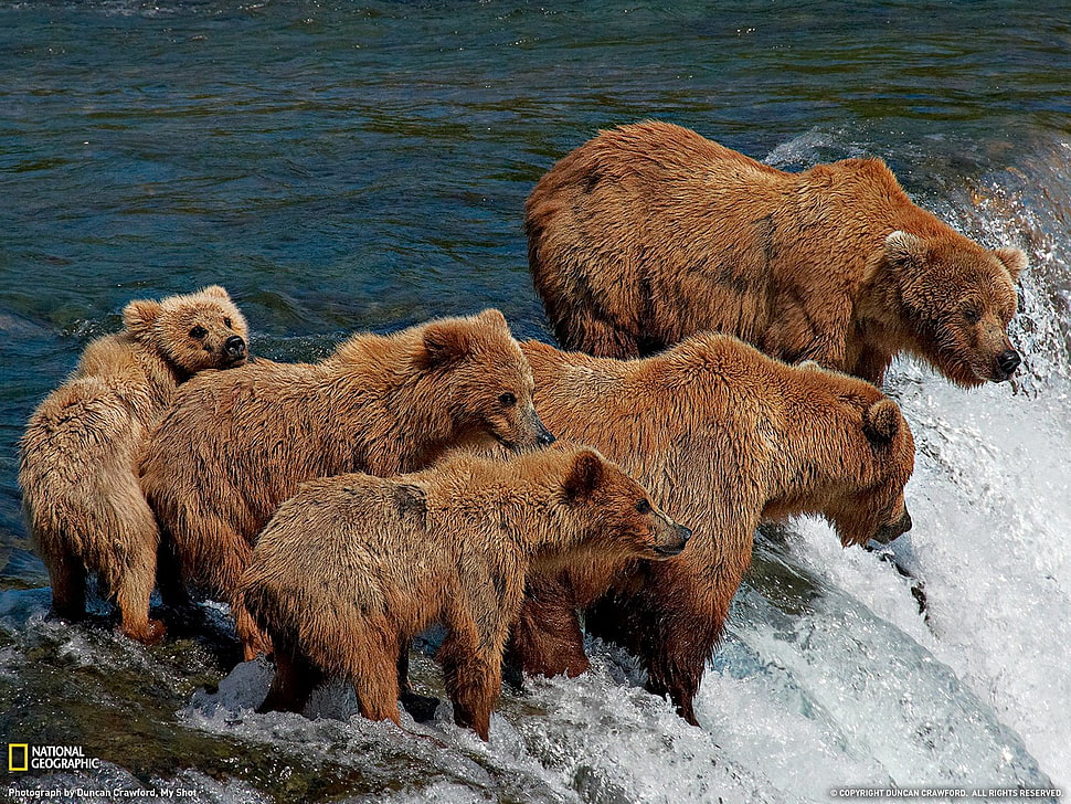 group of bears, Grizzly Bears, animals, bears HD wallpaper