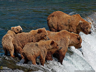 group of bears, Grizzly Bears, animals, bears