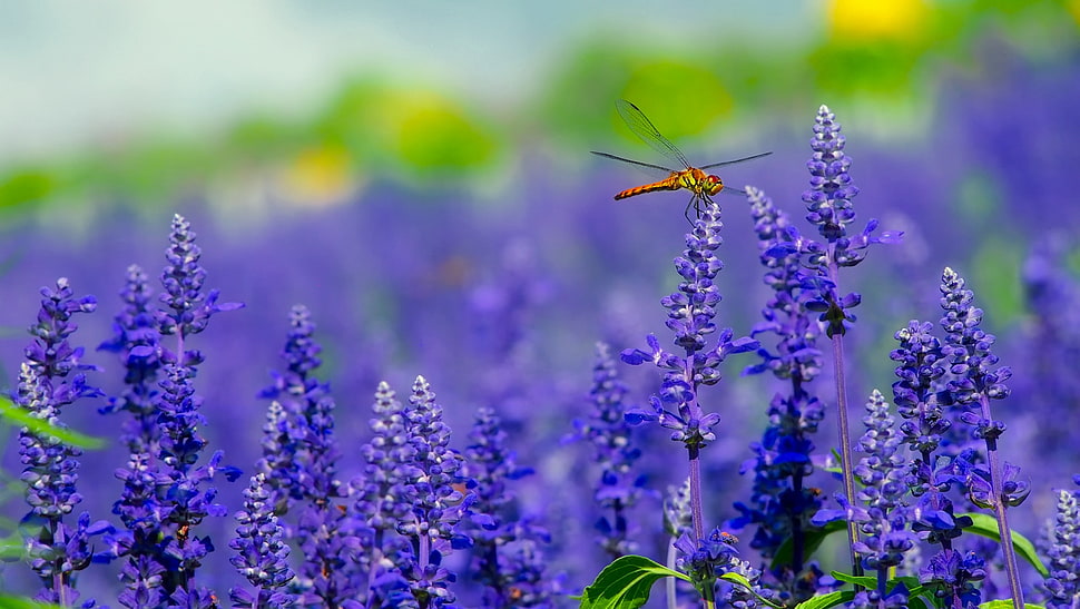 brown Dragonfly perched on Lavender flower during daytime HD wallpaper