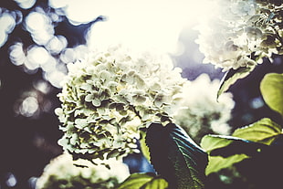 white petaled flowers, Flowers, Petals, Light