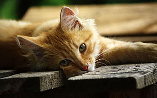 orange tabby cat lying on brown wooden floor HD wallpaper