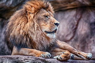 brown lion lying on grey rock at daytime