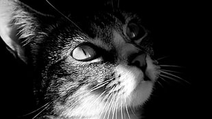 cat in gray scale photo, cat, monochrome, animals