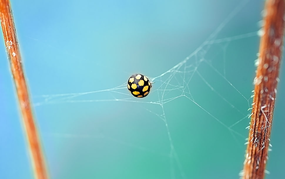 black and yellow Spider HD wallpaper