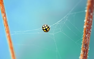black and yellow Spider