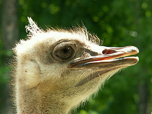 close-up photography of ostrich's head