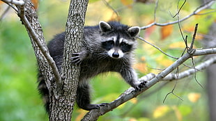raccoon on gray tree branch