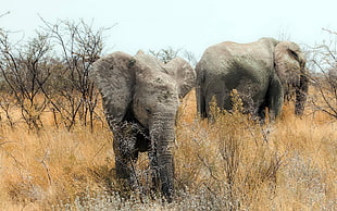 two gray Elephants standing on dried field during daytime