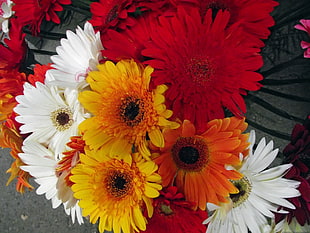 Gerbera,  Flower,  Bouquet,  Different