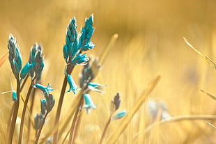 shallow focus photography of teal flowers during daytime