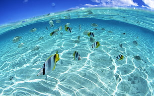 school of fish, fish, split view, water