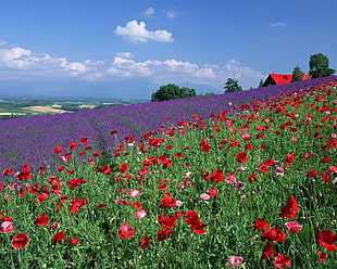red and purple flower garden with blue clear sky