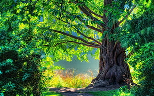 green leaf tree graphic wallpaper