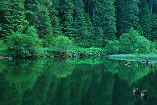 reflection photography of green trees