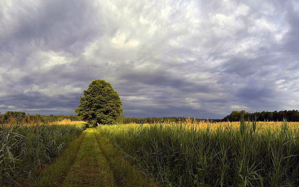 green leafed tree, nature HD wallpaper