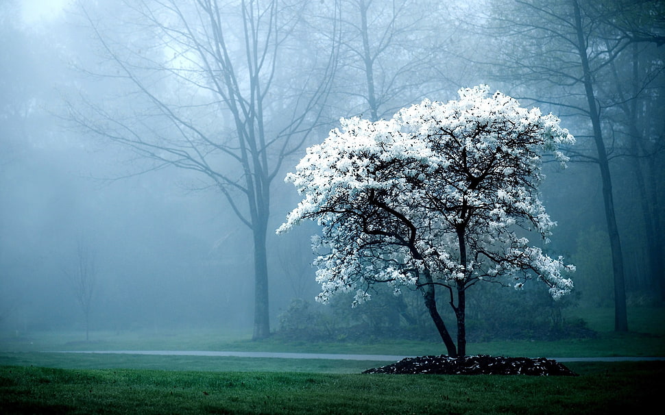 tree coated snow during golden house HD wallpaper