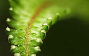 green fern in shallow focus photography HD wallpaper