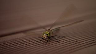 shallow focus photo of green dragonfly
