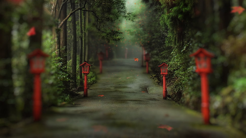 filter, nature, landscape, trees HD wallpaper