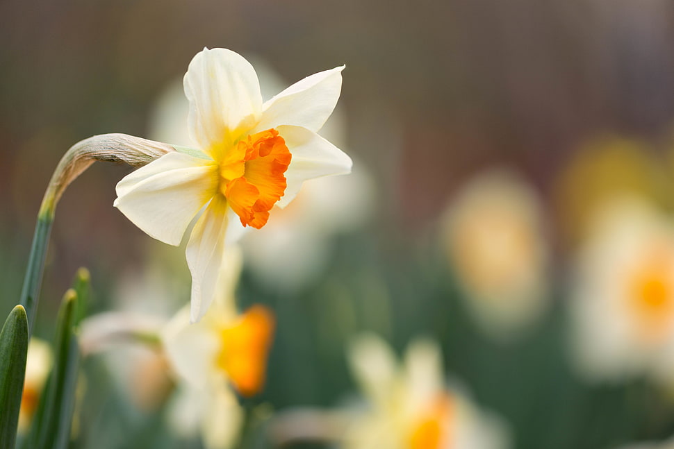 white and yellow flower HD wallpaper