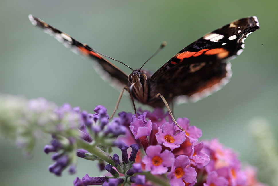red admiral butterfly perched on purple petaled flower HD wallpaper