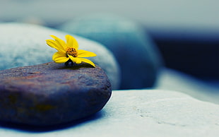 yellow petaled flower on brown stone