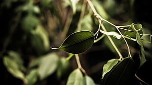 green leaf in closeup photo