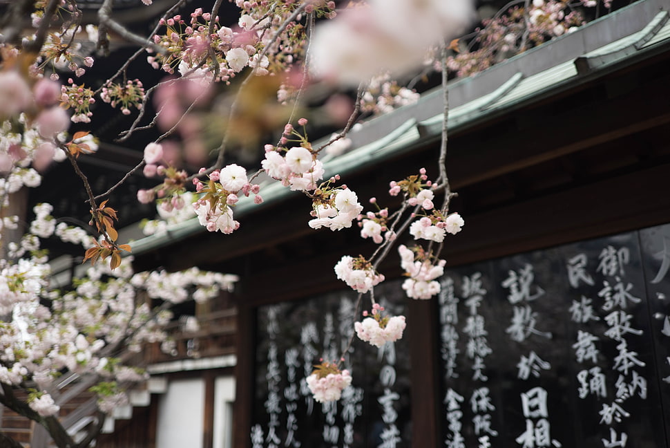 white flowers, Japan, Galen Crout, cherry blossom, kanji HD wallpaper