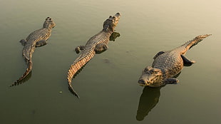 three gray crocodiles during daytime