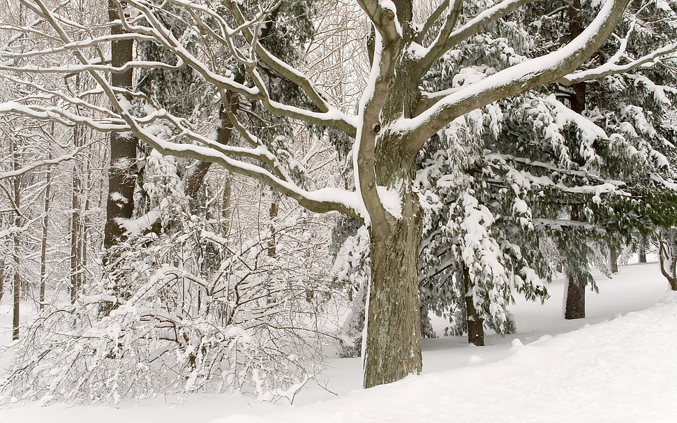 photo of brown tree covered with snow HD wallpaper