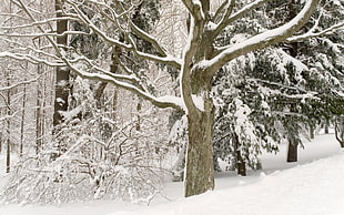 photo of brown tree covered with snow