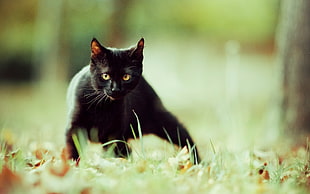 black and brown short-fur cat, animals, cat, black cats HD wallpaper