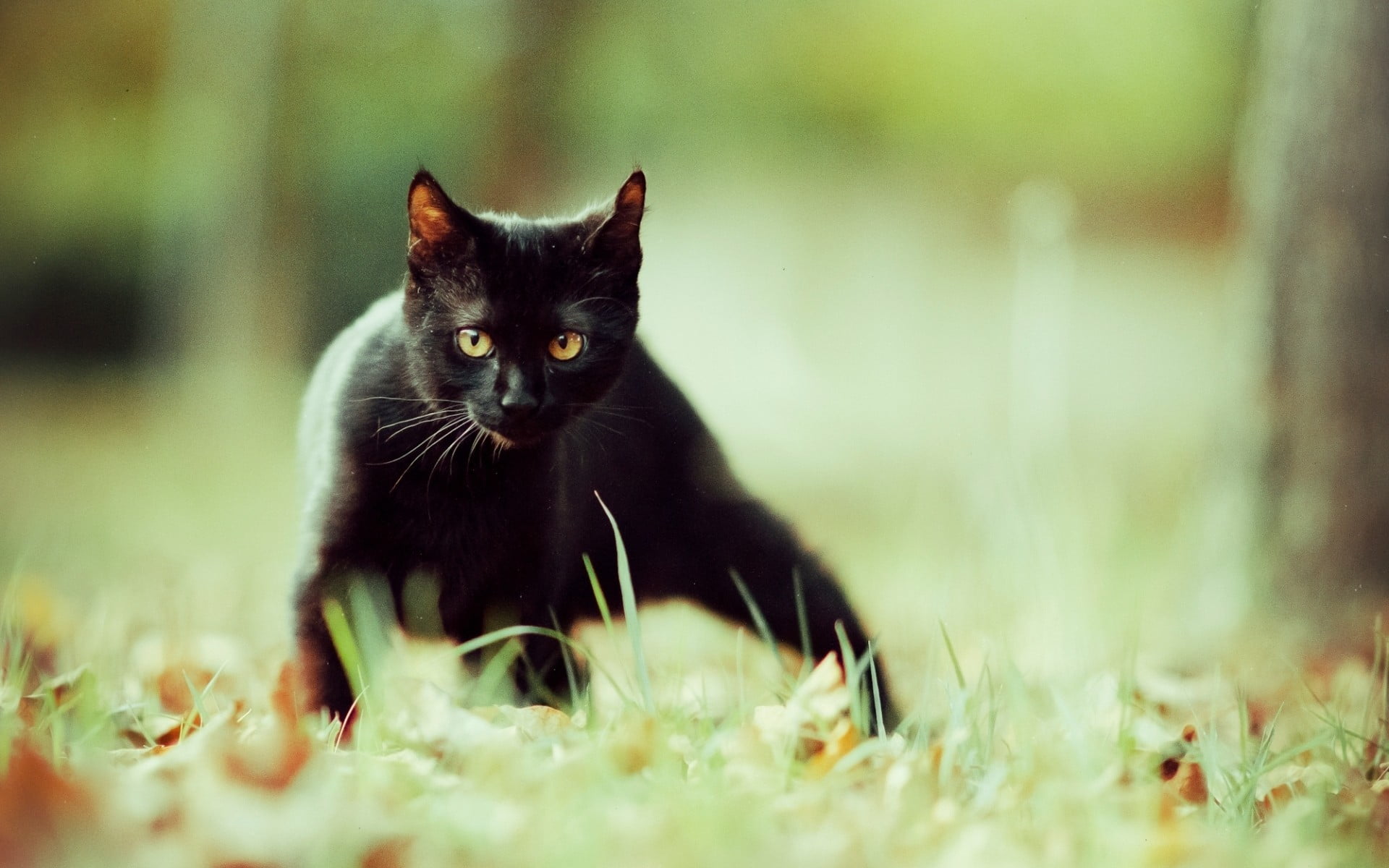 black and brown short-fur cat, animals, cat, black cats