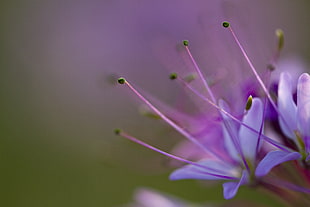 macro shot of purple flower during daytime