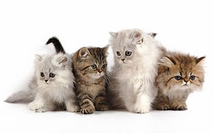two white and two brown Persian kittens