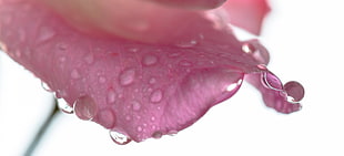 macro photography of water droplets, rose