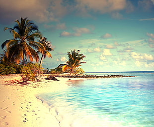 beach beside palm tree