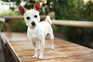 cream Chihuahua puppy closeup photography