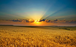 sun over the horizon and wheat field HD wallpaper