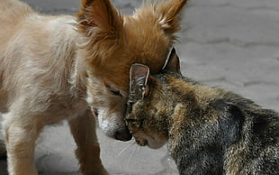short-coated brown dog and short-fur brown cat, animals, dog, cat, peace