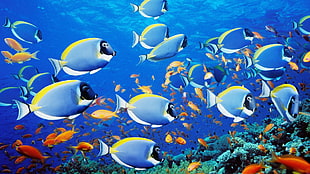 school of fish wallpaper, fish, animals HD wallpaper