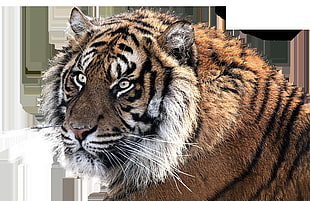 animal photography of Tiger