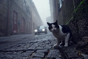 white and black tuxedo cat, photography, animals, worm's eye view, cobblestone