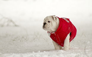 white bulldog in red dog shirt walking on snow during daytime